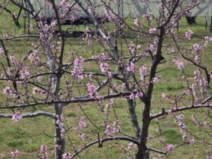 エネルギー充電